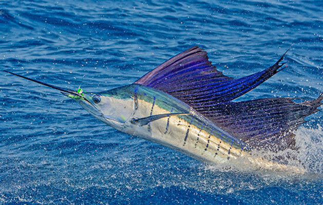 Sailfish