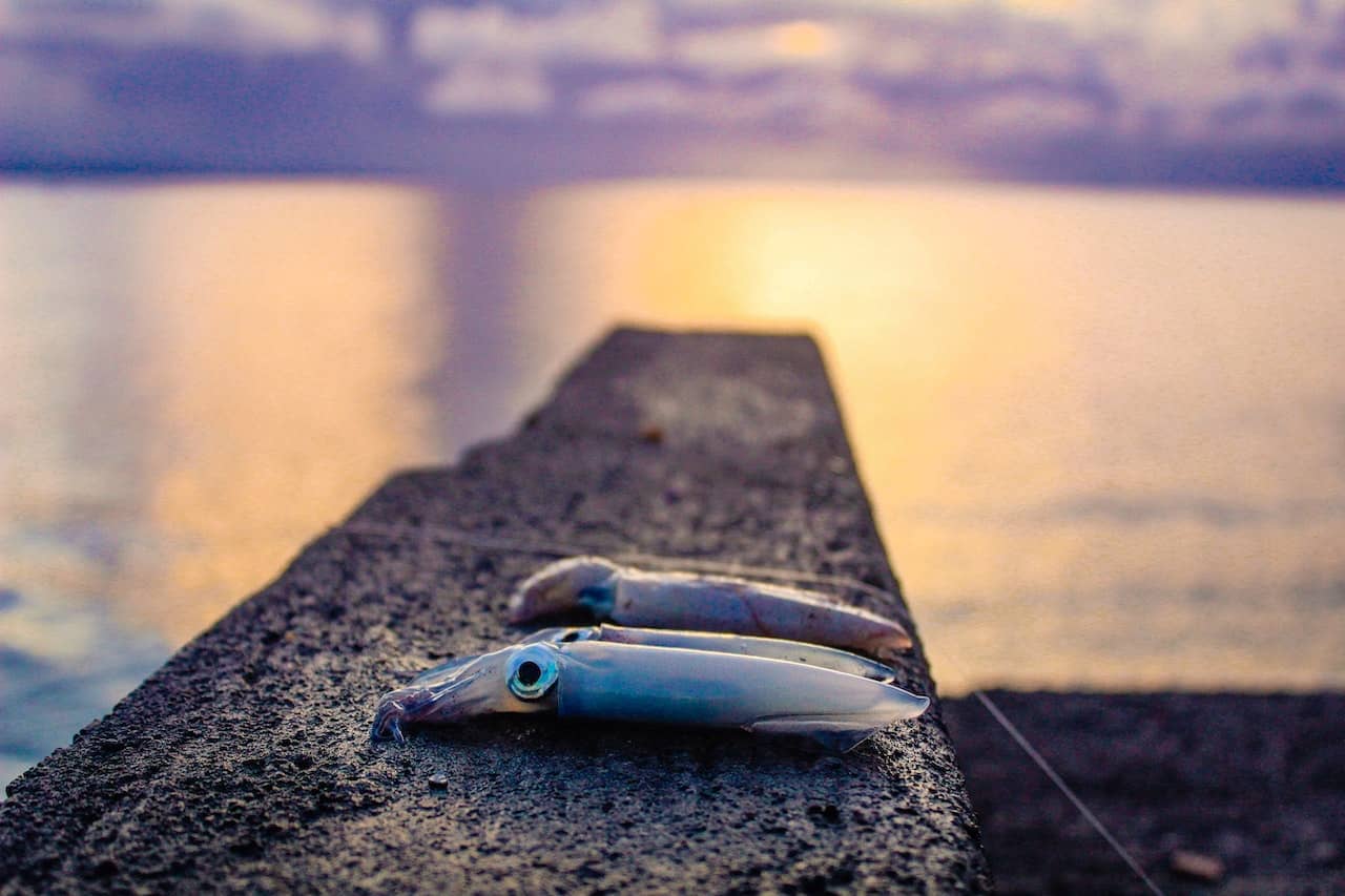 Squid—a popular bait for catching swordfish—on a ledge by the sea