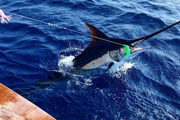 An angler reeling in a marlin