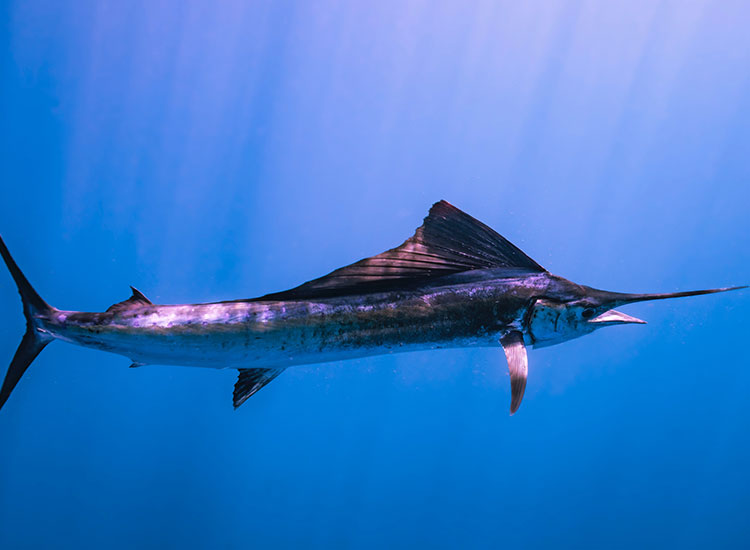 A large sailfish in the ocean