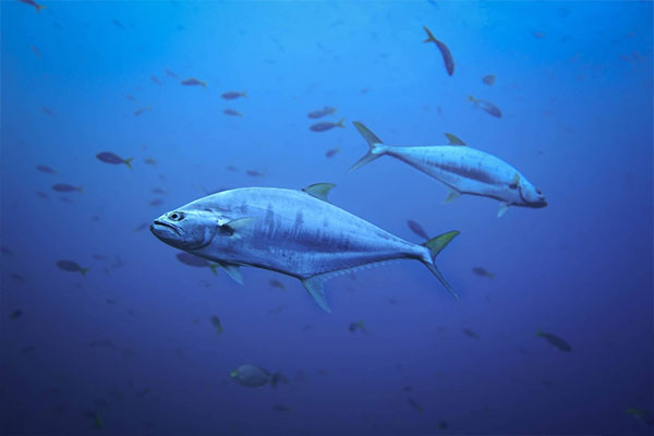 Tuna swimming