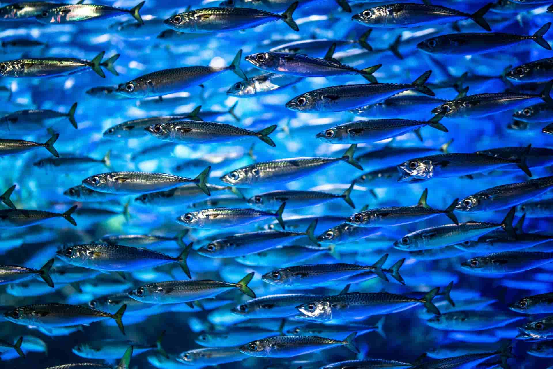 A school of herring — a common prey for tuna