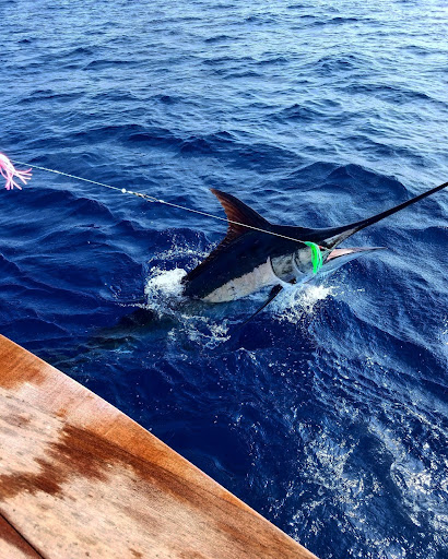 Blue Marlin – Offshore Fishing and Lure Rigging