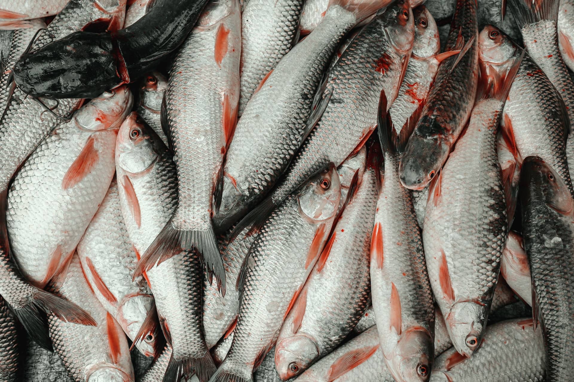 Rigging Mullet for a Natural Dredge: Your Go-To Guide - Fish Razr