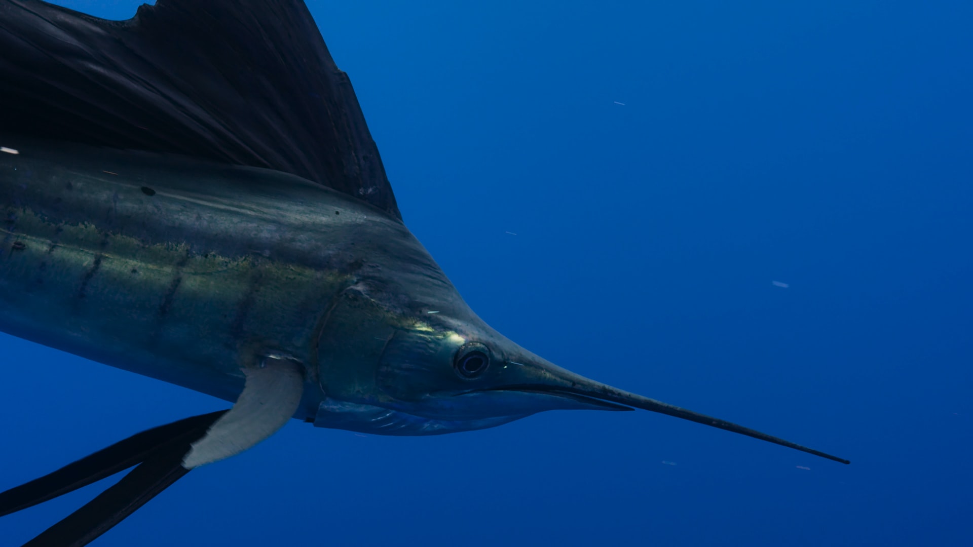 Blue Runner vs. Goggle Eye, OffShore