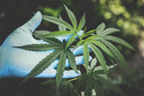 THCA vs CBD: Understanding the Key Differences and Benefits