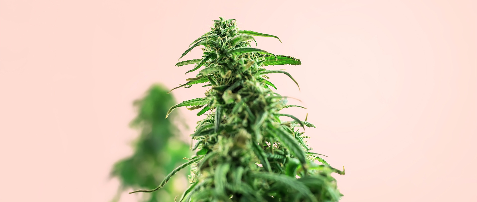HHC Vs. THC-O thumbnail image