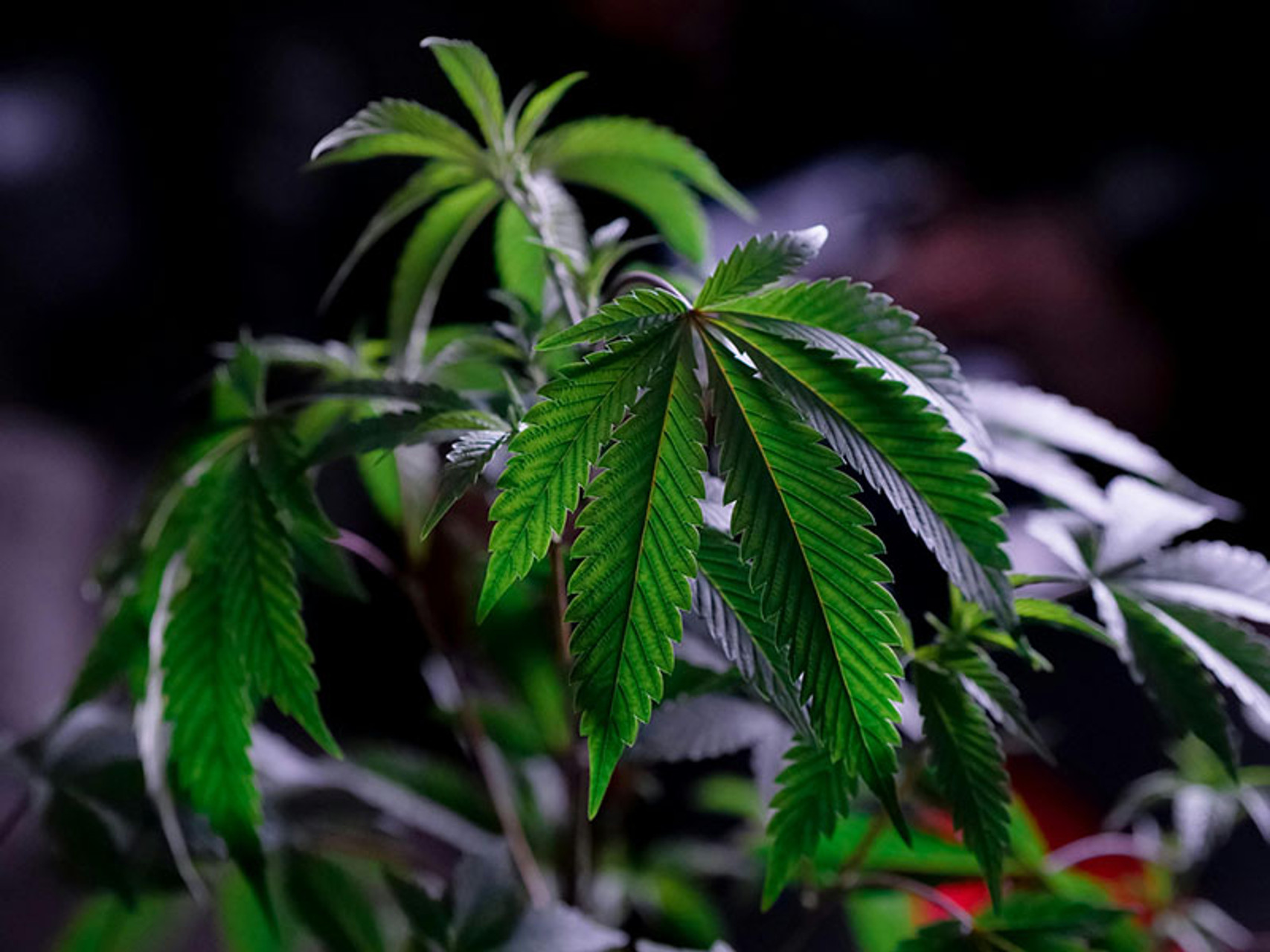 Indica vs Sativa Hybrid: Understanding the Differences and Effects thumbnail image