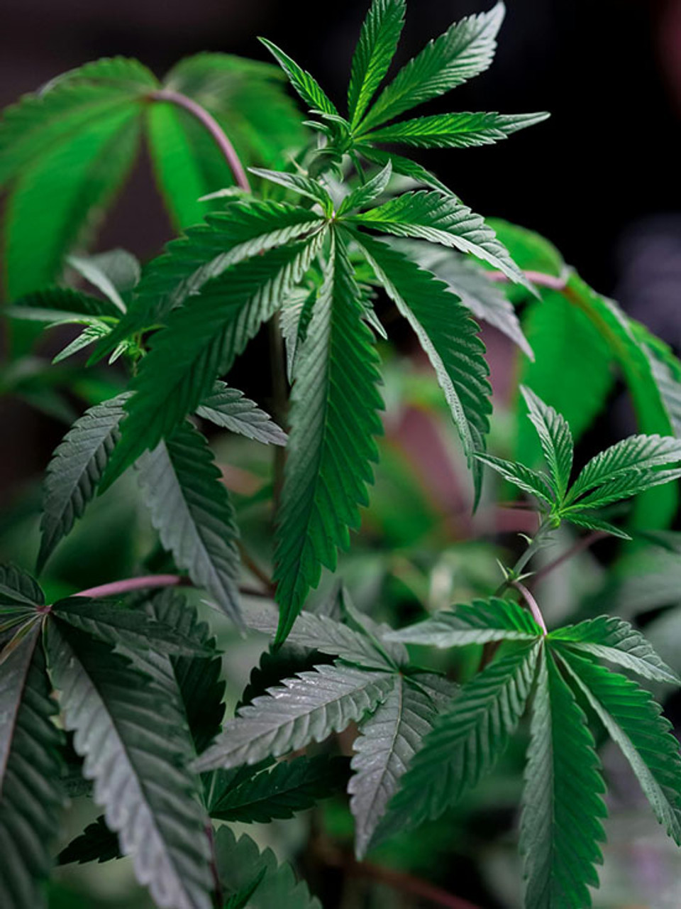 THC vs CBD: What You Need to Know thumbnail image