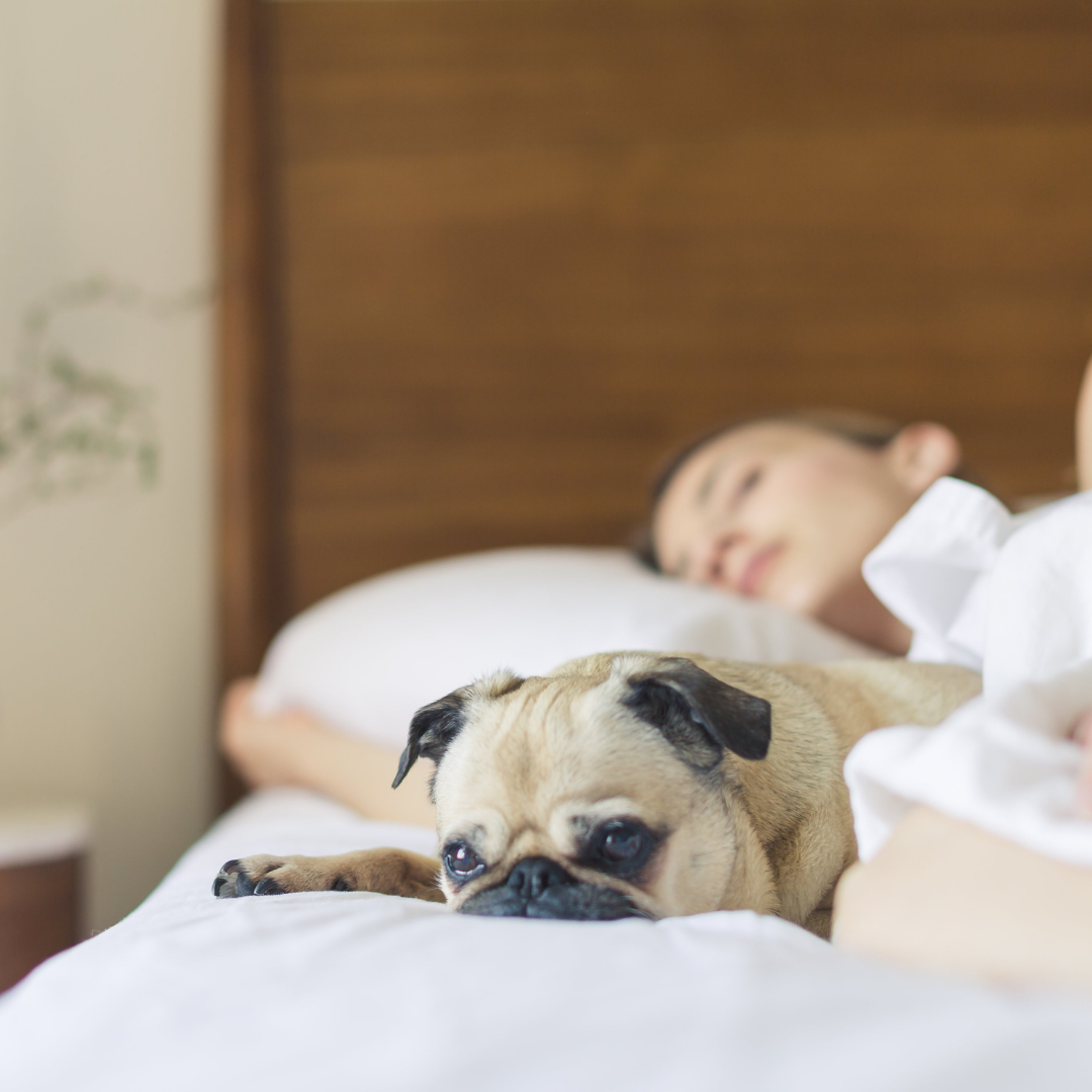 Flourish + Learn: The Science and Wellness Behind Sleep