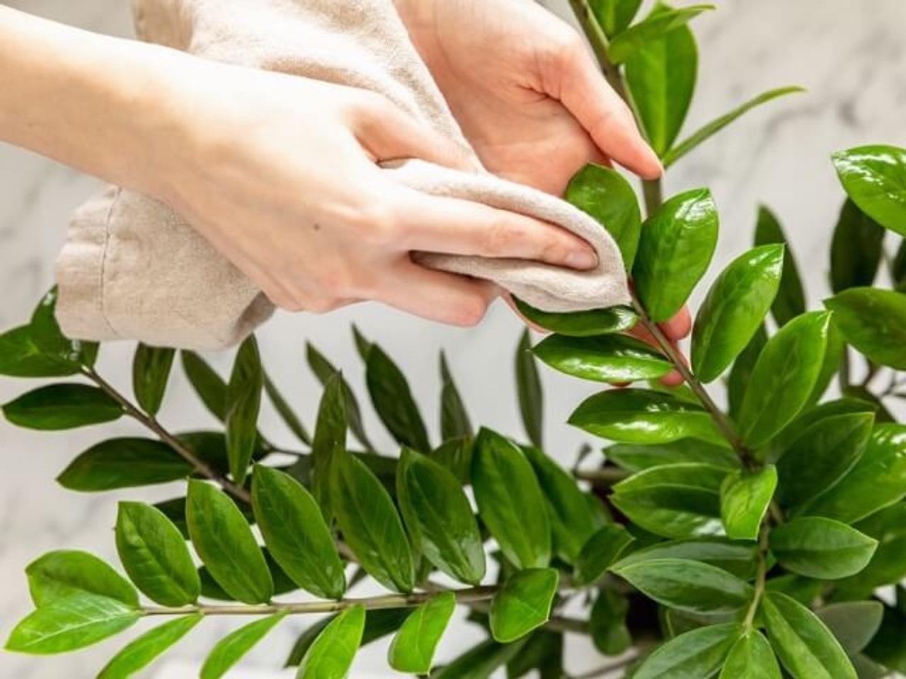 Why Buy Premium Instead of Bunnings Artificial Plants? Artificial