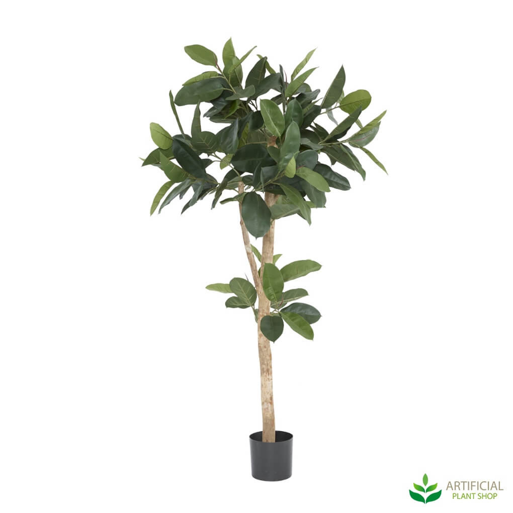 Rubber Tree 1.5m
