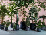 Artificial Plants for your Family Room