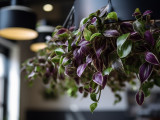 Wandering Jew the best Artificial Hanging Plant?