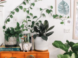 What To Buy – Premium Plants or Artificial Plants Bunnings?
