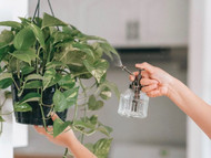 Will Eucalyptus Spray Keep Bugs Off My Fake Plants?