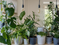 ​How to Style Target Artificial Plants and much more?