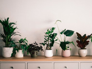 Not thrilled with your IKEA artificial plants? Here's what to do