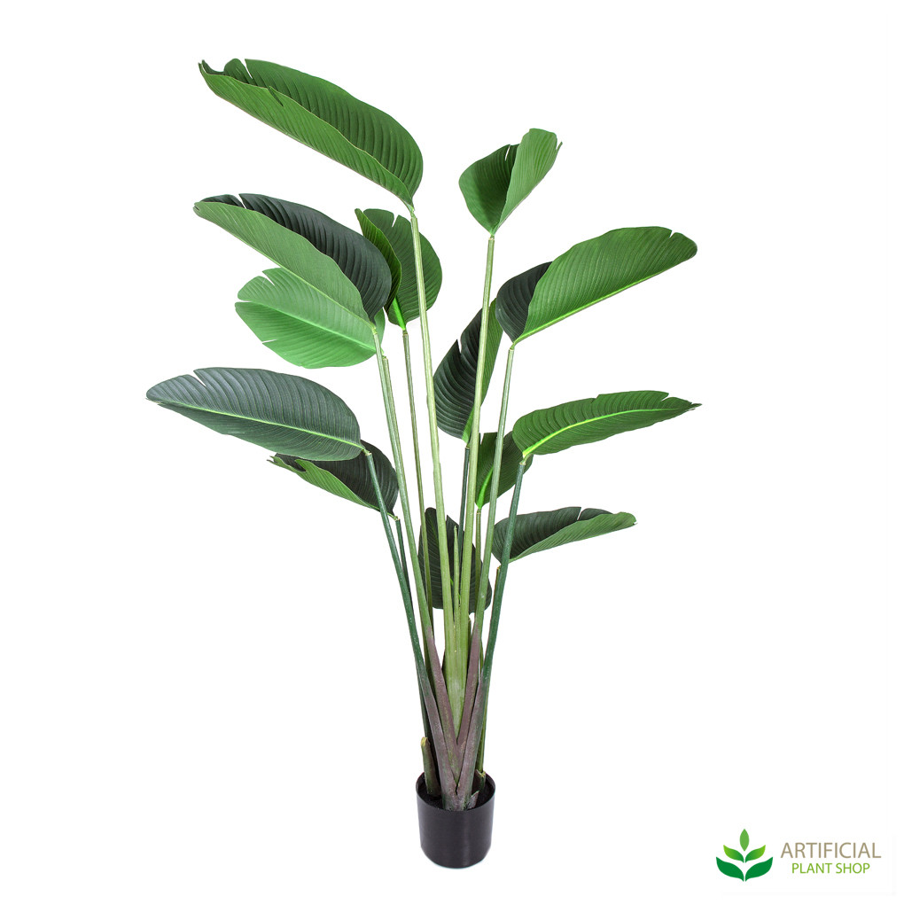 Bird of Paradise Plant 1.8m
