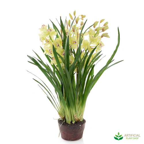 Yellow Orchid 1.1m with paper pot Yellow Orchid 1.1m with paper pot