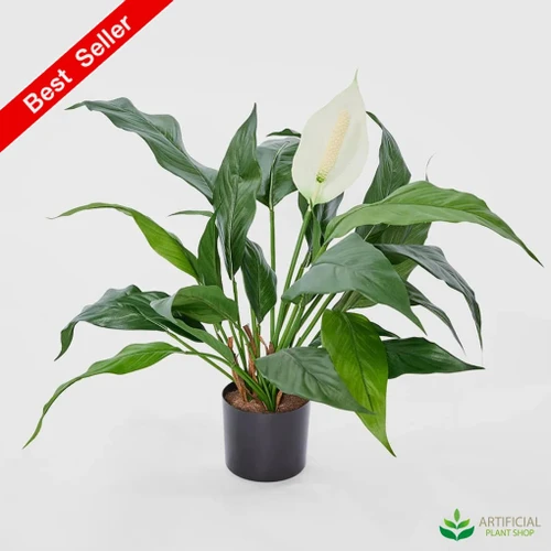 White Peace Lily