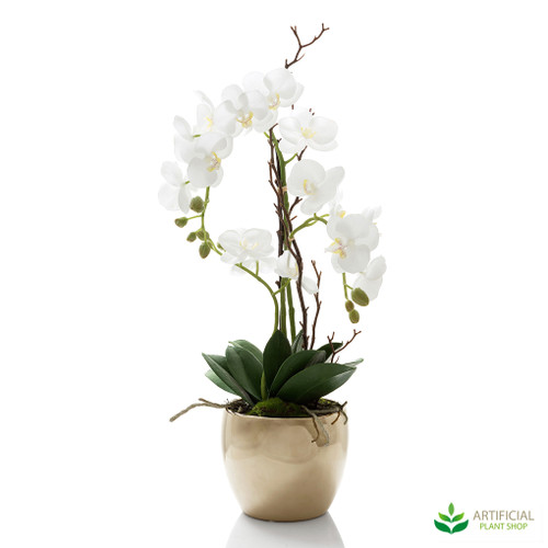 Orchid in Ceramic Gold Pot 60cm Orchid in Ceramic Gold Pot 60cm