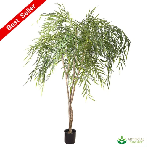 Chinese Willow Tree 1.8m
