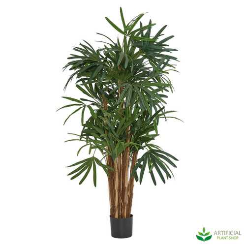 lifelike raphis palm with timber trunks