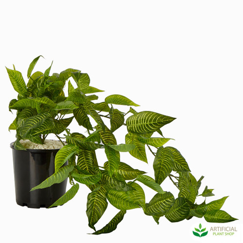 Hanging Zebra Bush Potted