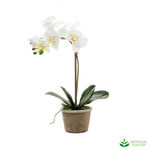 white orchid in a clay rustic pot white orchid in a clay rustic pot