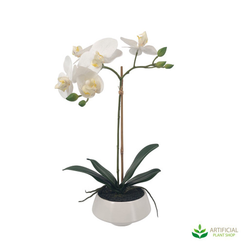 white orchid in a white pot white orchid in a white pot
