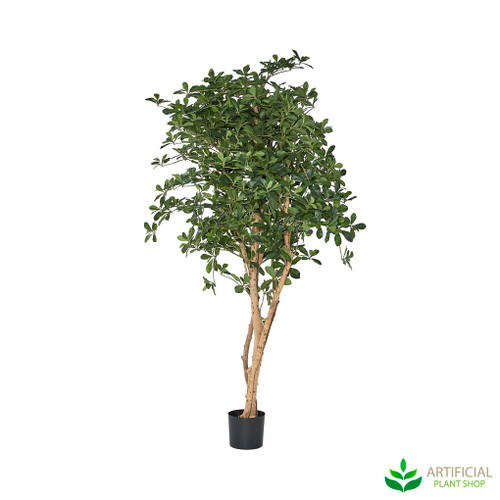 Artificial oriental olive tree side view with full spread of glossy broad leaves on natural pale trunks in black pot, 150cm