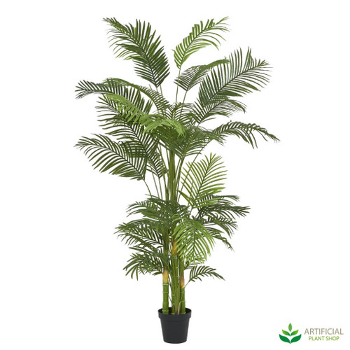 potted palm potted palm