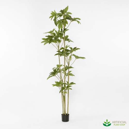 Frangipani Tree 2.1m