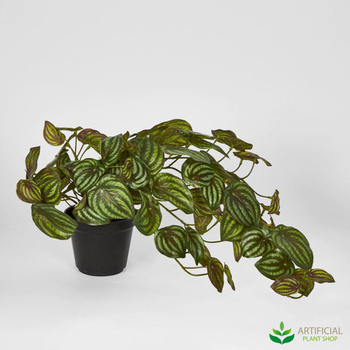 fake hanging watermelon peperomia in black pot 50cm
