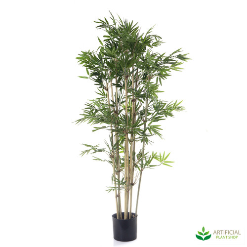 Japanese Bamboo 1.2m with natural trunks