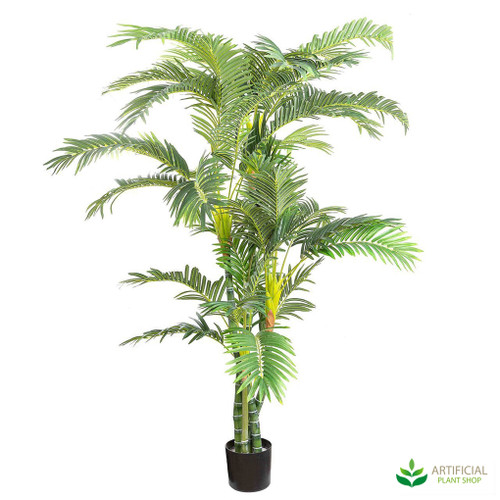 Parlour Palm 1.8m Parlour Palm 1.8m