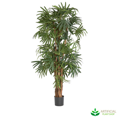 Artificial raphis palm 1.7m full height with tall slender trunks and narrow finger leaves in black pot