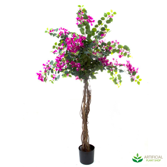 Bougainvillea Tree 1.6m