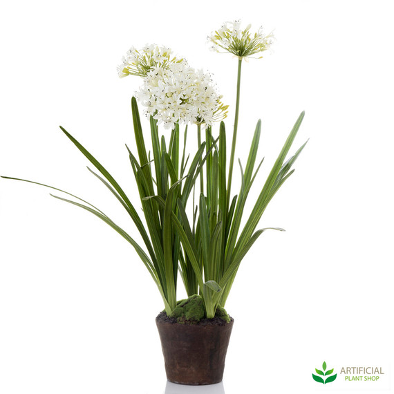 Agapanthas White in Paper Pot 1.1m