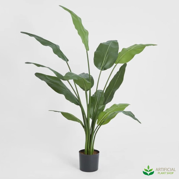 Travellers Palm 1.2m