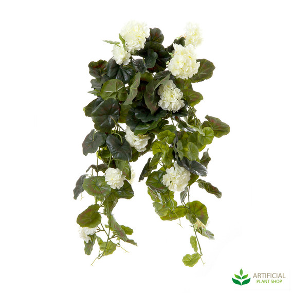 Geranium Bush Trail Cream 60cm