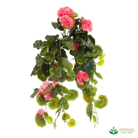 Geranium Bush Trail Peach 60cm