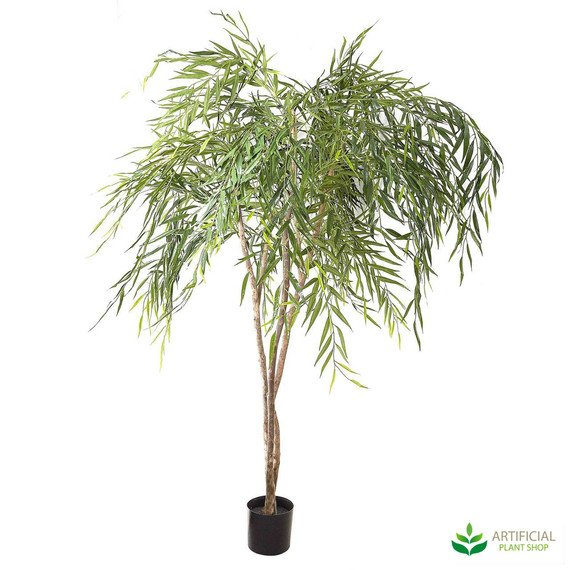 Chinese Willow Tree 1.8m