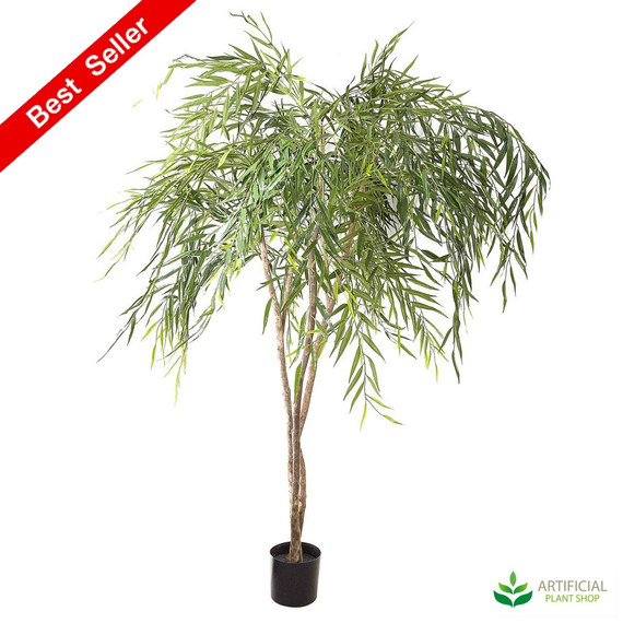 Chinese Willow Tree 1.8m