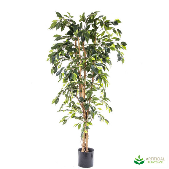 Ficus Tree 1.7m