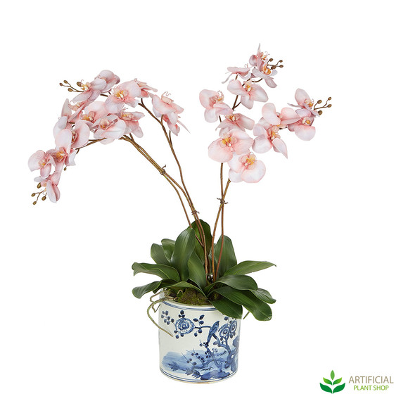 Coral Orchid in blue and white pot