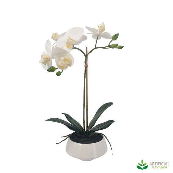 white orchid in a white pot