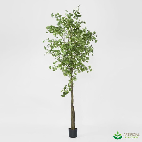 2.4m tall ginko tree