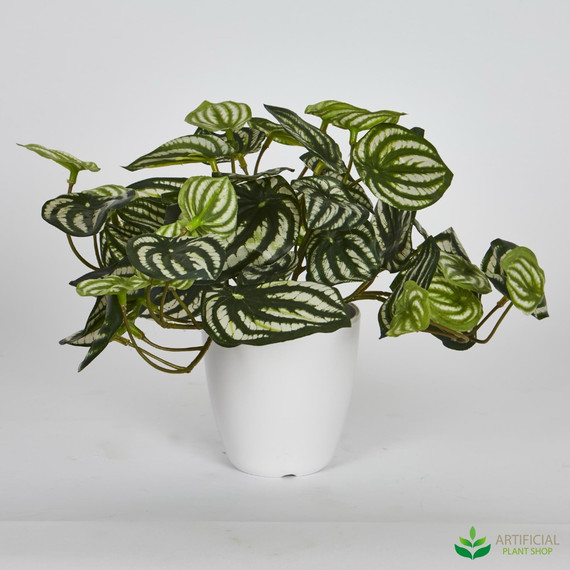 artificial watermelon peperomia plant